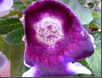 P1010331