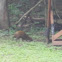 Common Agouti