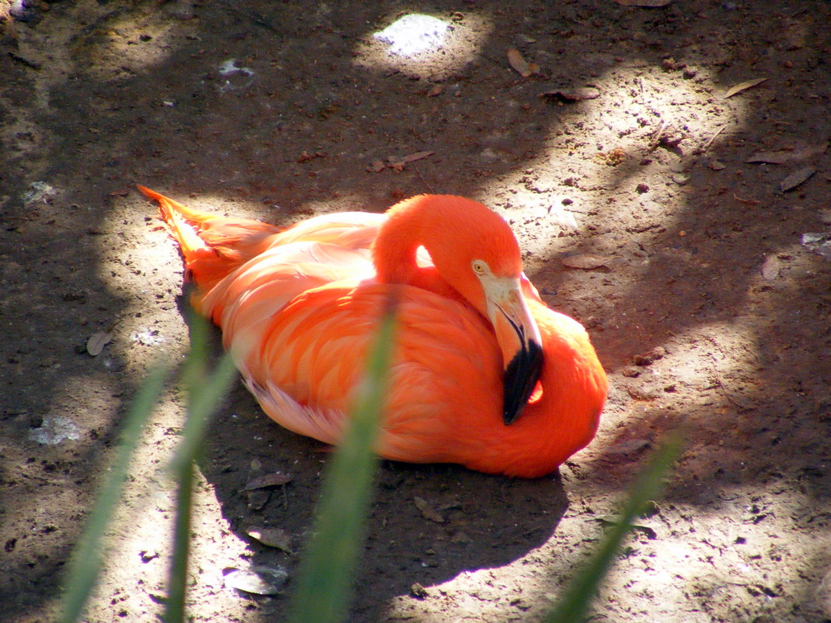 Flamingo