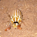 Lined June beetle