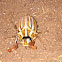 Lined June beetle