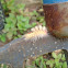 White-marked Tussock Moth caterpillar