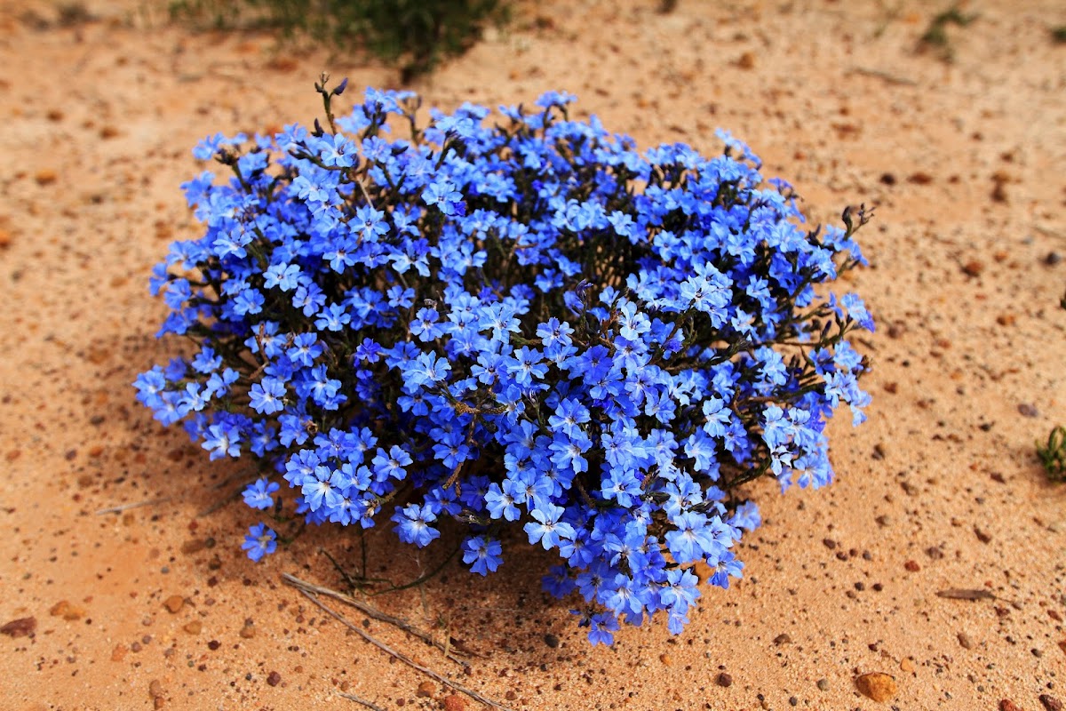 Blue Leschenaultia