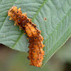 Moth Caterpillar