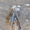 Bagworm moth cocoon