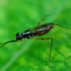 Stilt-legged or Micropezid Fly