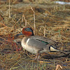 Green-winged Teal