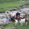 Himalayan high altitude goats