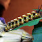Caterpillar of Handmaiden Moth