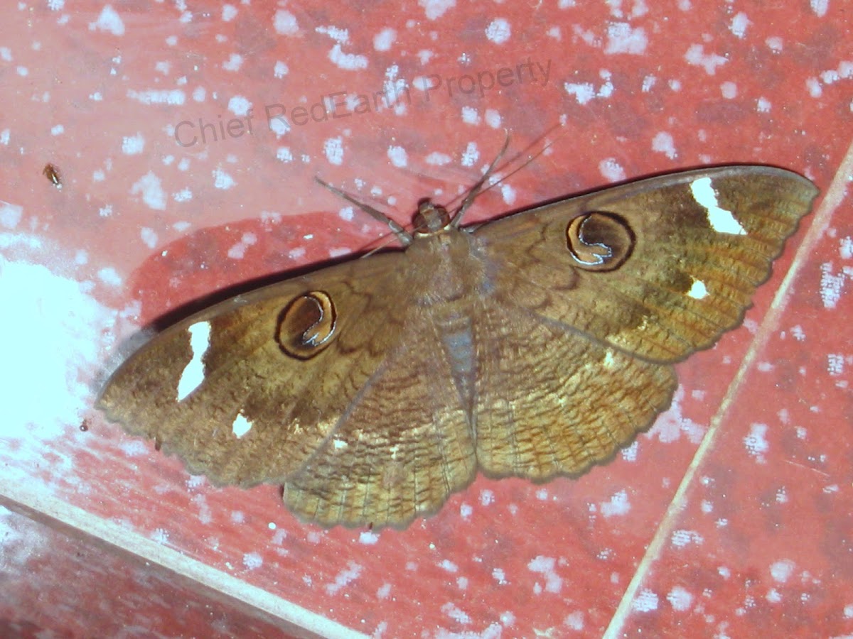 Erbus moth