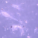 Copepod, Shrimp larva, Amphipod