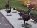 Canadian Geese Display