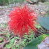 Calliandra?