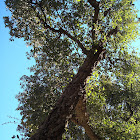 Cork oak / Hrast plutnjak