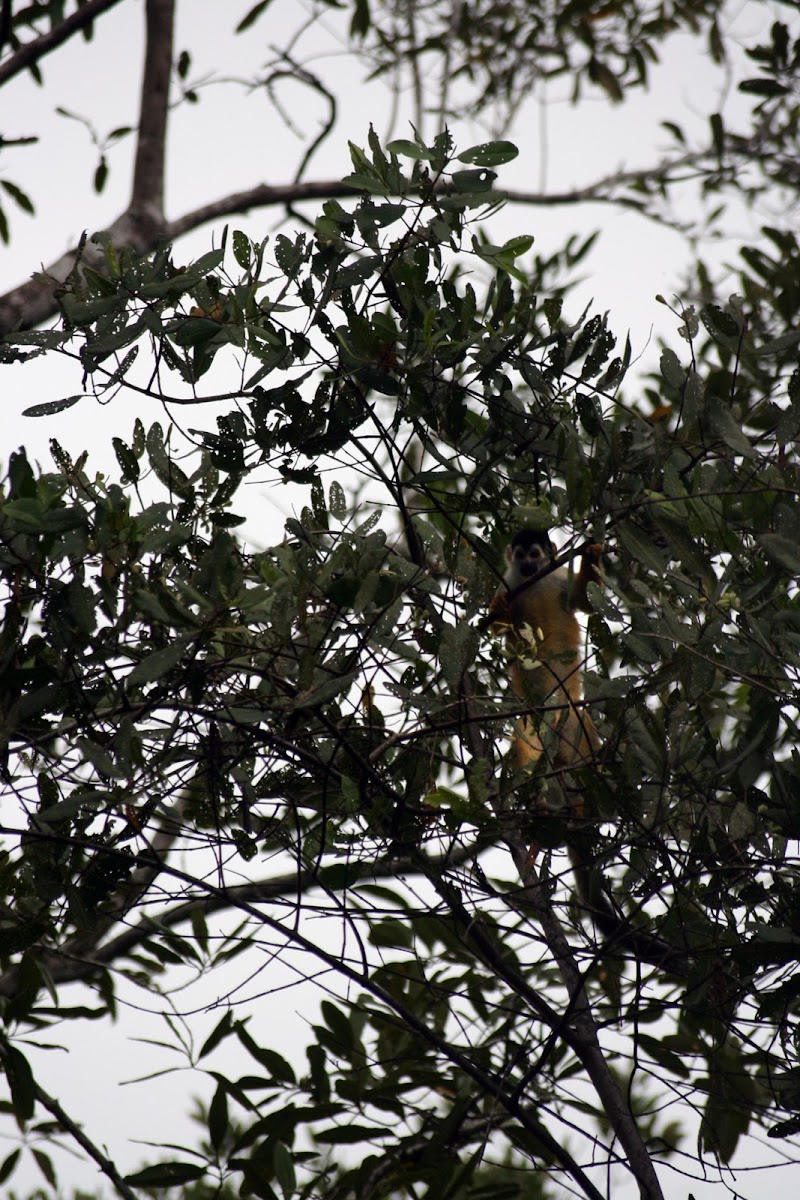 Central American Squirrel Monkey