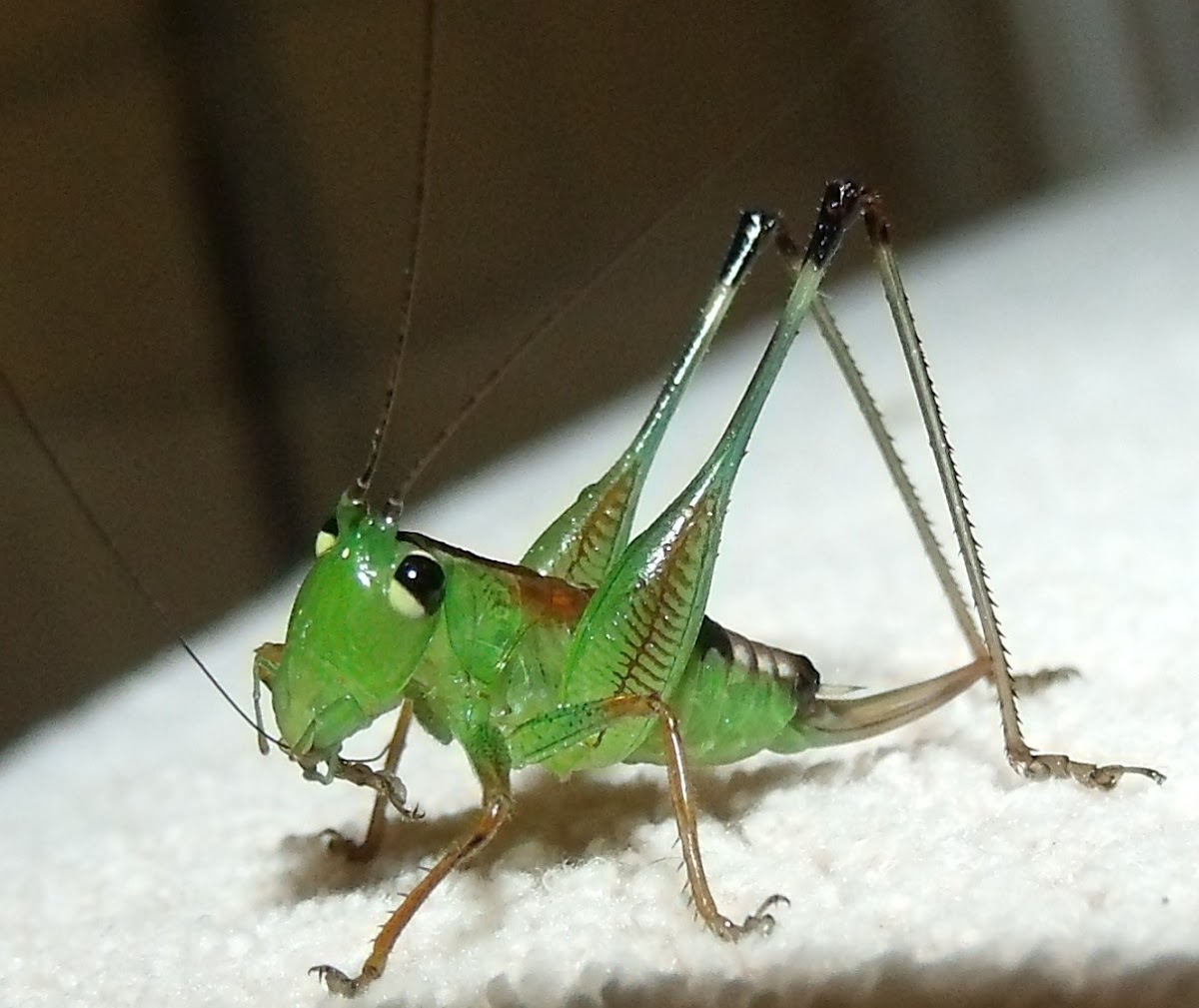 katydid (bush-cricket) nymph - female