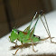 katydid (bush-cricket) nymph - female