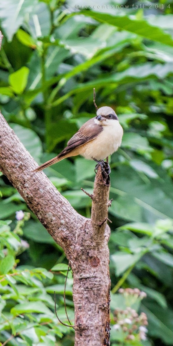 Brown Shrike