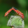 Cotton stainers- Bugs Mating