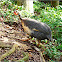 Helmeted Guineafowl