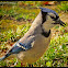 Blue Jay