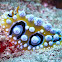 Ocellate Phyllidia Nudibranch