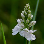 Orchis tachetée à fleurs blanches