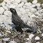 Trile (Juvenil) / Yellow-winged Blackbird (Juvenile)