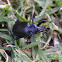 Ground beetle