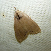 Snout-nosed Moth