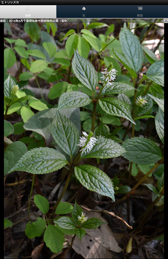 【免費教育App】シンプル植物リスト〜身近な野草〜-APP點子