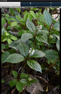 シンプル植物リスト〜身近な野草〜