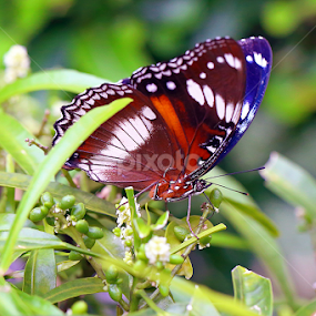 by J W - Animals Insects & Spiders