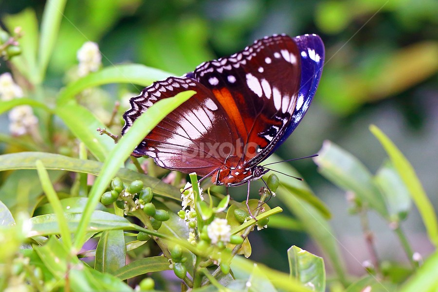 by J W - Animals Insects & Spiders