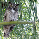 Great Horned Owl