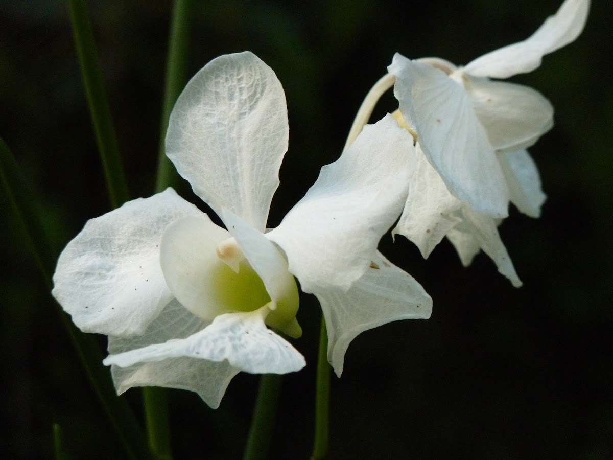 dendrobium Orchid