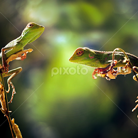 nongkrong bareng by Irfan Hikmawan - Animals Reptiles