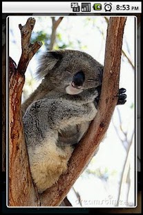 How to download Koala Puzzle patch 0.0.0.3 apk for android