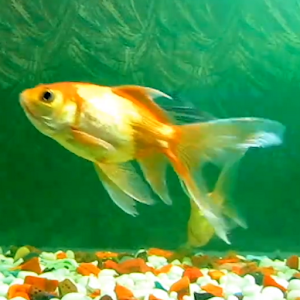 Aquarium Live Wallpaper.apk 1.9.1