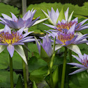 Blue Egyptian water lily