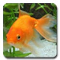 aniPet Goldfish LiveWallpaper logo