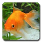 aniPet Goldfish LiveWallpaper Apk