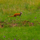 Yellow Mongoose