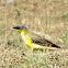 Yellow Wagtail (Juvenile)