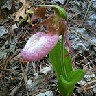 Pink Lady Slipper