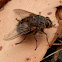 Rutilia Fly