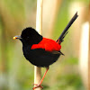 Red-backed Fairywren ( Male )