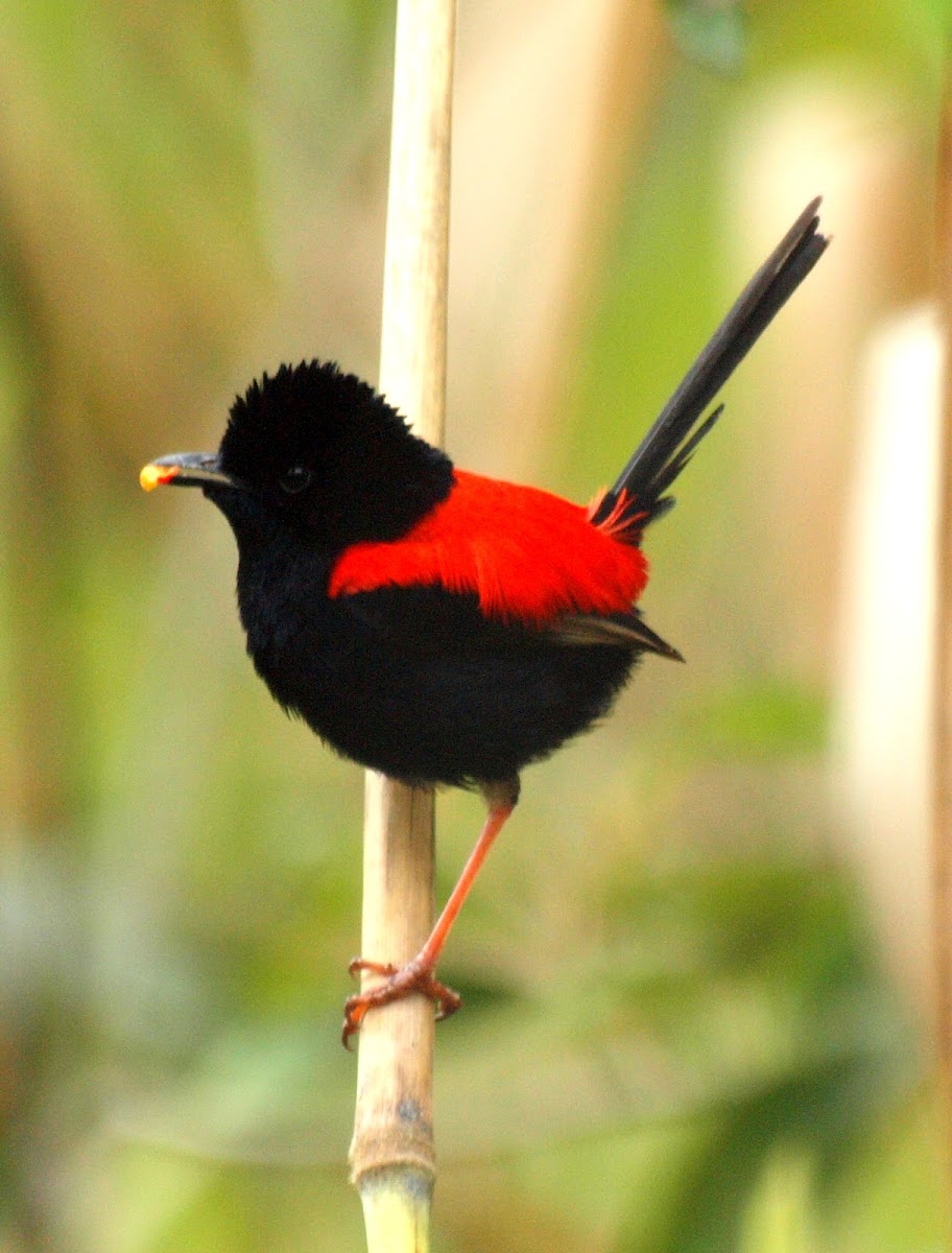 Red-backed Fairywren ( Male )