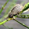 Weevil (Elephant Beetle)