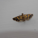 Eurrhyparodes tricoloralis moth